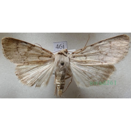 Epipsilia grisescens (Fabricius, 1794) female Slovenia46j